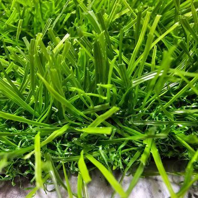 Штучна трава ecoGrass SD 35