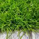 Штучна трава ecoGrass SD 35