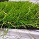 Штучна трава ecoGrass J 40
