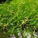 Штучна трава ecoGrass J 40