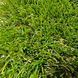 Штучна трава CCGrass Soft 35