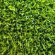Штучна трава Congrass Colorturf Green