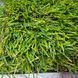 Штучна трава Bellinturf Rainbow 40